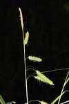 Cypress swamp sedge